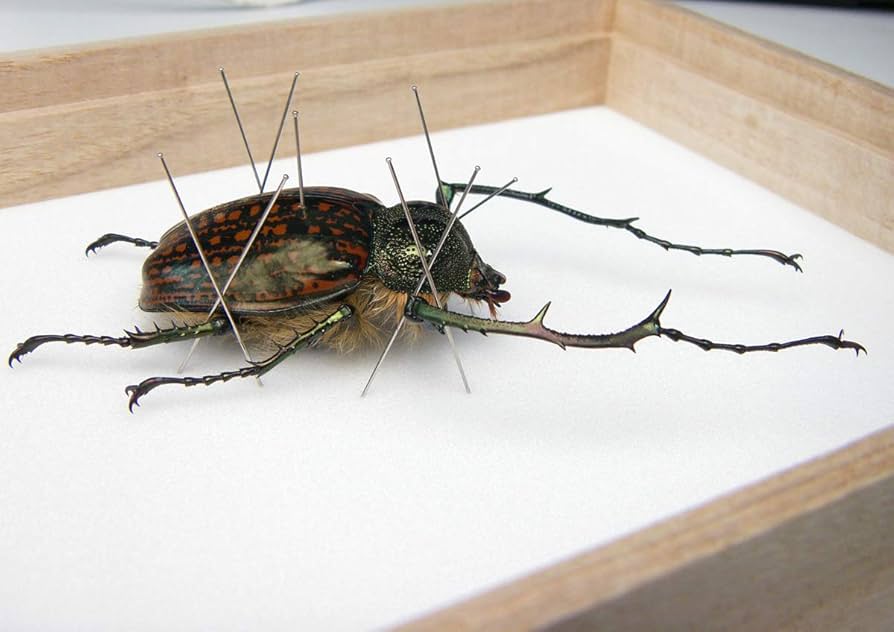 美品　昆虫標本２匹　テナガカミキリ　ケース付き 美品 昆虫標本2匹 テナガカミキリ ケース付き